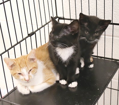 Animal shelter halts intakes due to being at capacity www 