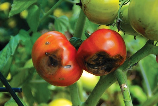 Blossom End Rot Cracked Fruit Are Common Tomato Problems