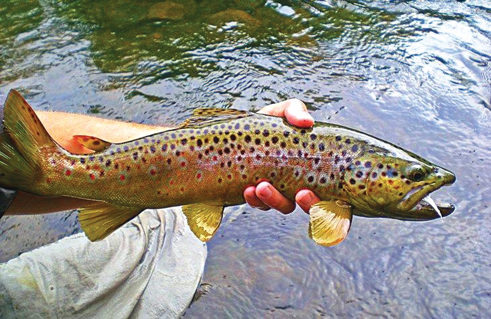 Stocked Rainbow Trout Fishing in Tennessee - Realistic Fishing