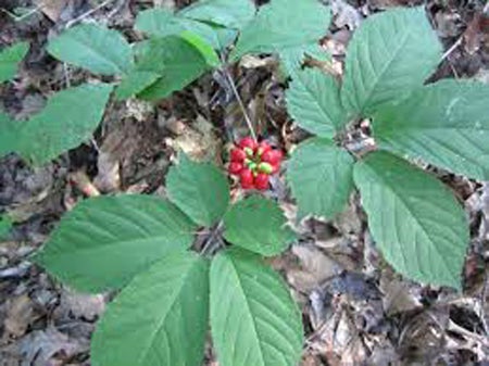 ginseng primicia watauga controlar october elizabethton outdoors plants curan