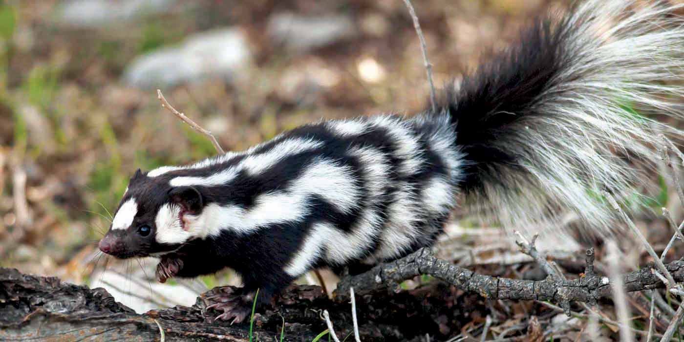 East Tennessee Outdoors: Skunks! - www.elizabethton.com | www ...