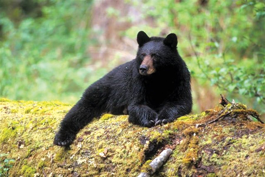 East Tennessee Outdoors: Tennessee black bear hunting part 2 - www