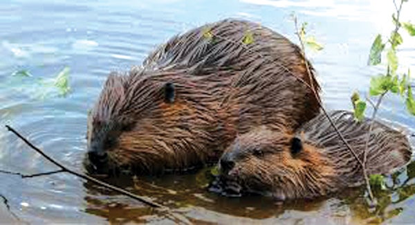 East Tennessee Outdoors Tennessee Beaver - www.elizabethton.com | www ...