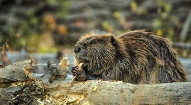 East Tennessee Outdoors Tennessee Beaver - www.elizabethton.com | www ...