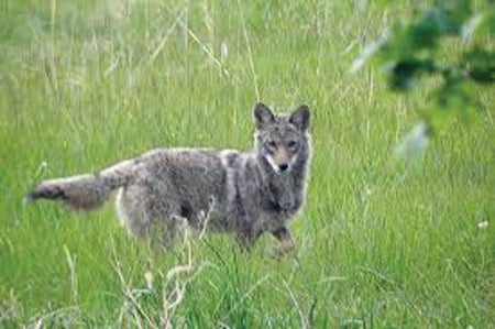 East Tennessee Outdoors: Coyotes - www.elizabethton.com | www