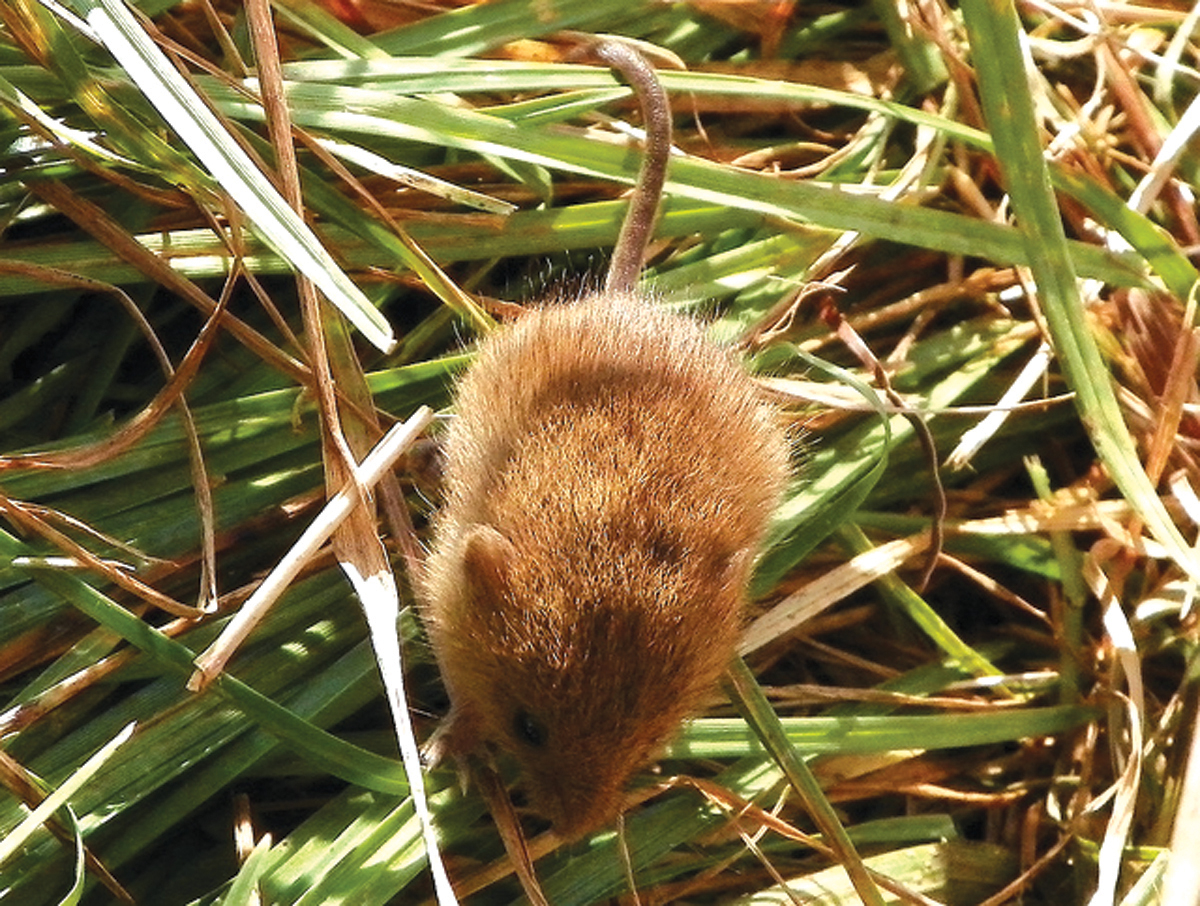 East Tennessee Outdoors: Tiny Creatures | Elizabethton Star