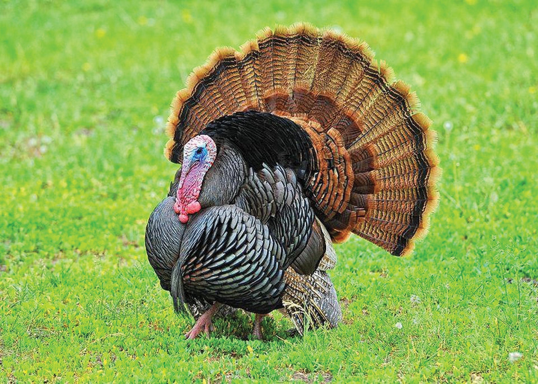 East Tennessee Outdoors Tips for Tennessee Turkeys Part 2 www