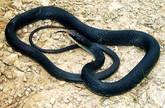 East Tennessee Outdoors... Common snakes of East Tennessee - Part 3 ...