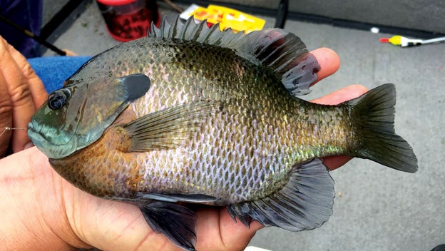 East Tennessee Outdoors... Bank fishing in the dark - www.elizabethton ...