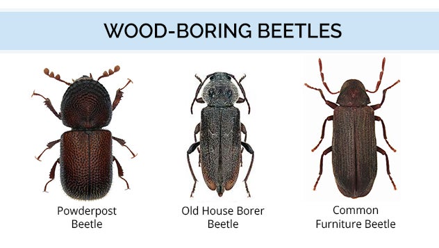 Wood Beetles Graphic Color ?w=622