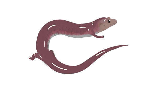 ETSU fossil discovery reveals giant ancient salamander
