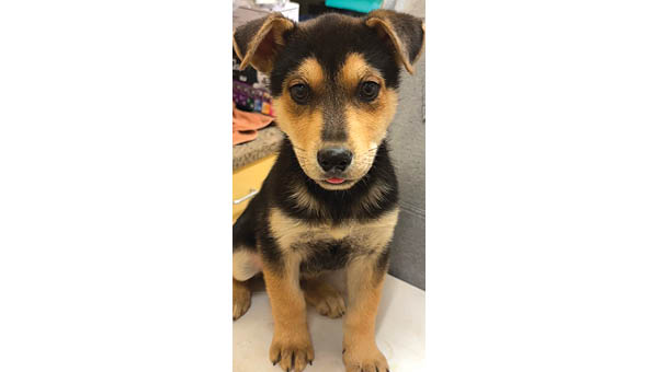 Elizabethton/Carter County Animal Shelter issues winter pet-care reminders