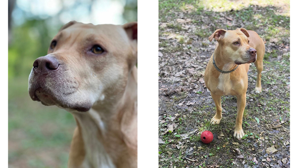 Community asked to help locate missing dog in Watauga area